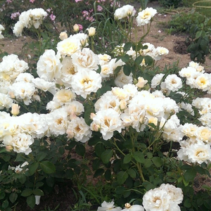 Белая - Роза флорибунда 